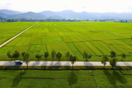 1.Cánh đồng Mường Thanh-