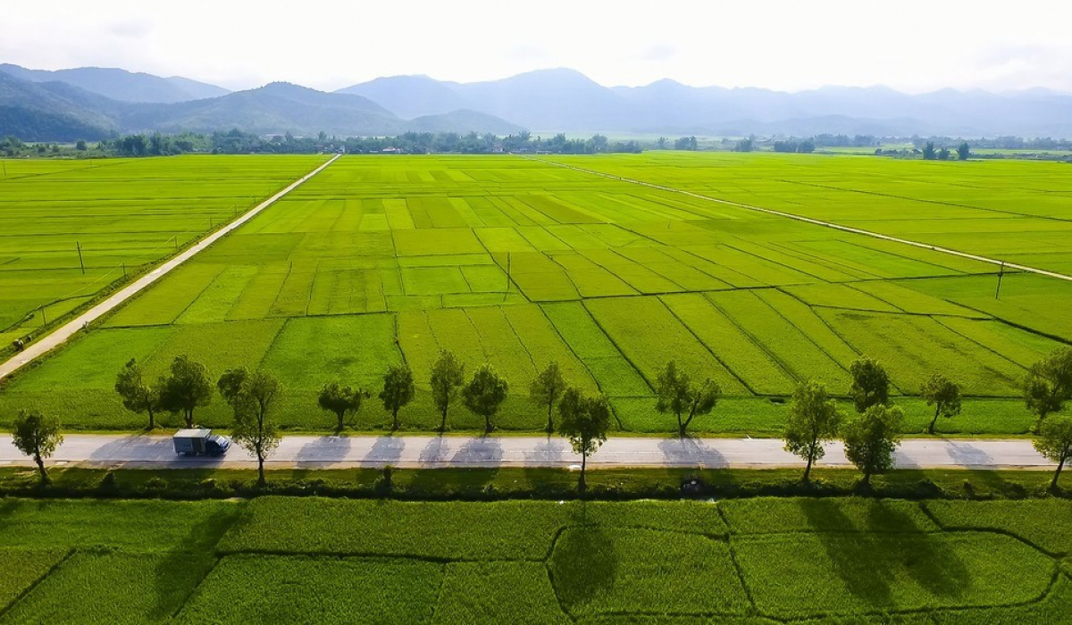 1.Cánh đồng Mường Thanh-