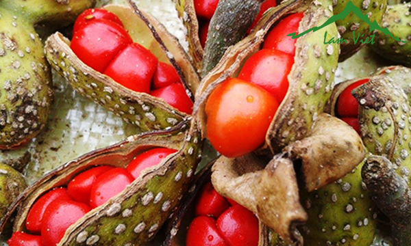 Hạt dổi rừng tinh hoa của núi rừng Tây Bắc