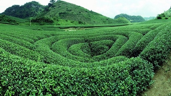 Đồi chè Mộc Châu
