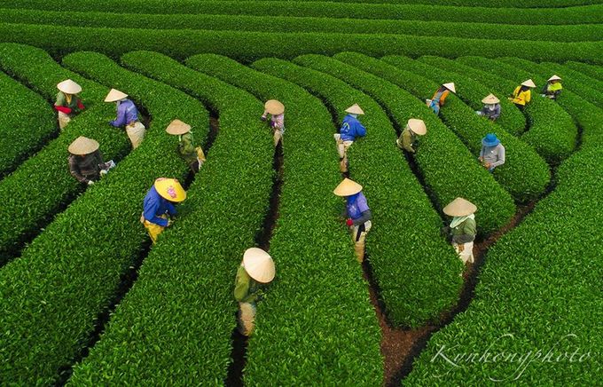 Đồi chè Mộc Châu