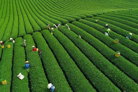 Đồi chè Mộc Châu