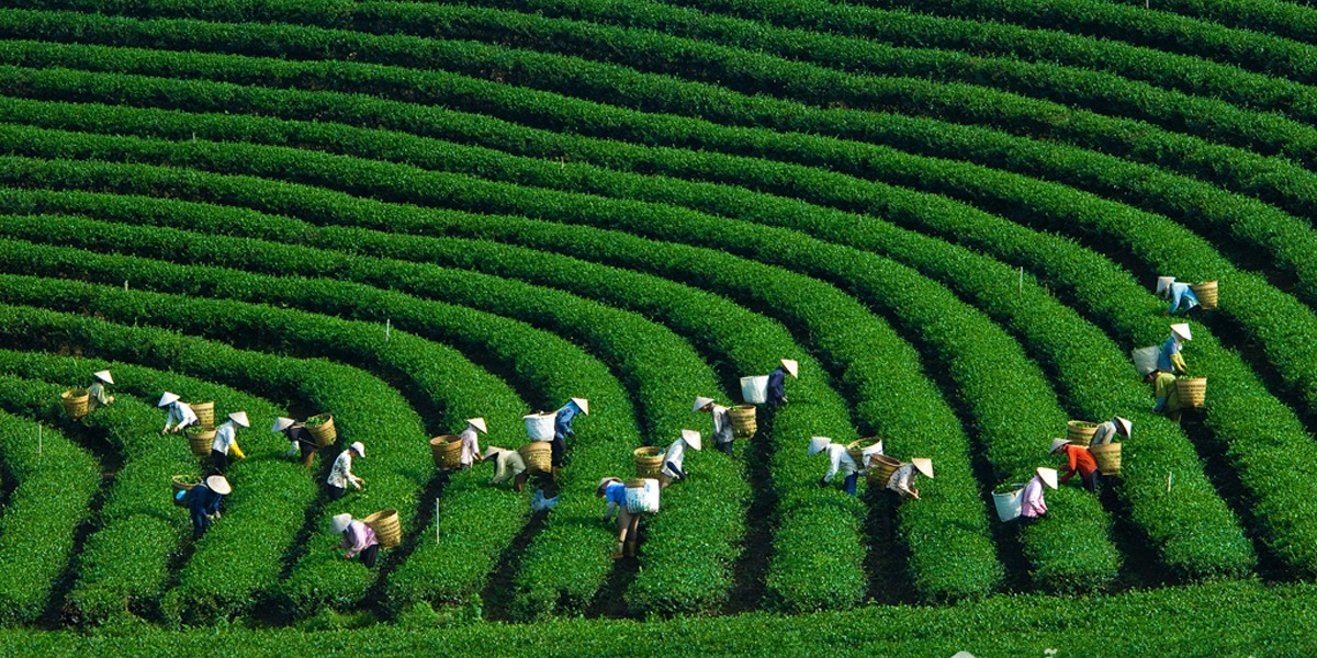 Đồi chè Mộc Châu