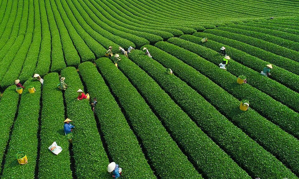 Đồi chè Mộc Châu