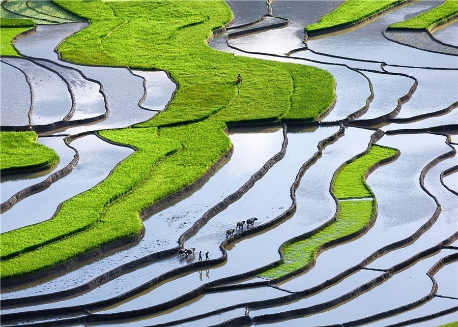 ruộng bậc thang mùa nước đổ sapa