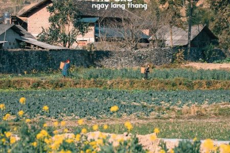 Ngao du phố cáo