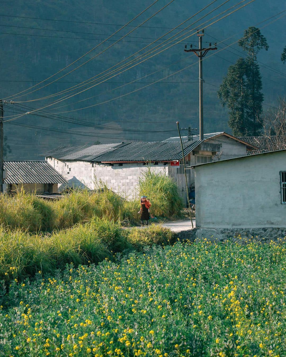 Ngao du phố cáo 