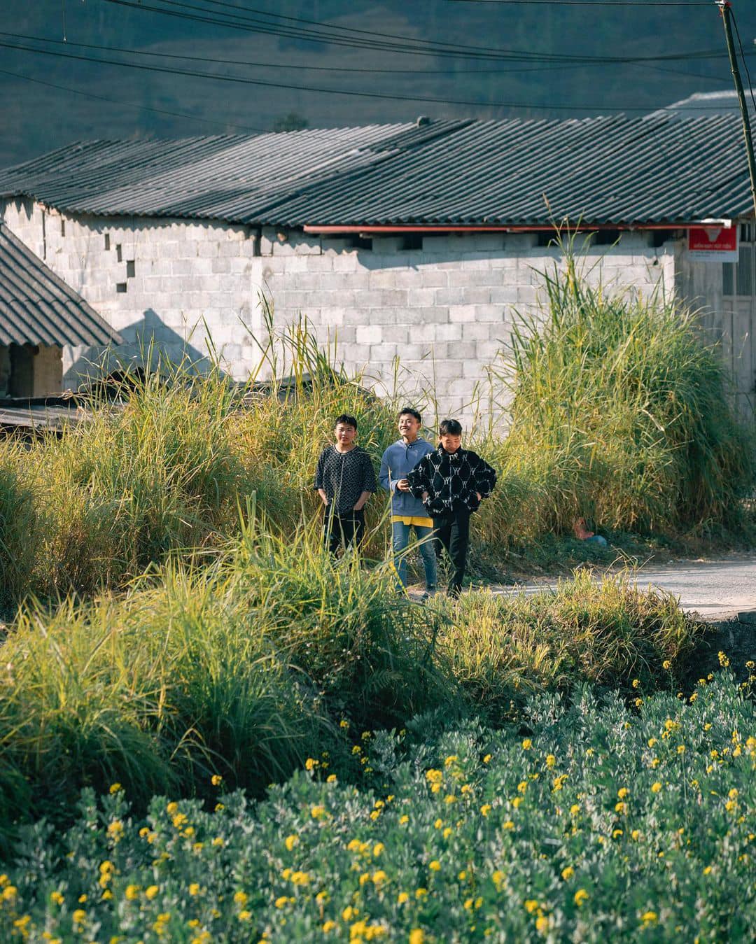 Ngao du phố cáo 