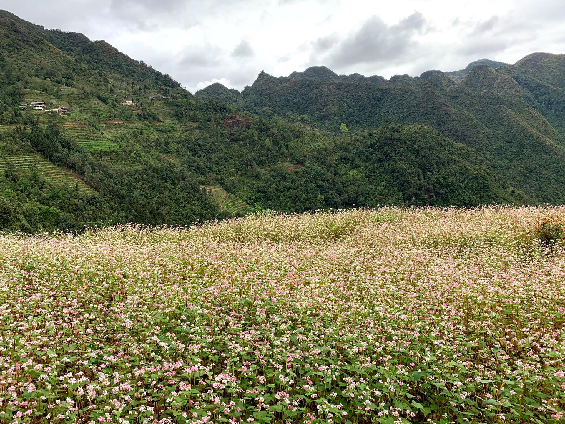ngao du tam giác mạch 